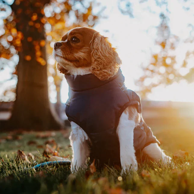 Caniflex Winter-Hundejacke mit integrierter Geschirr-Funktion