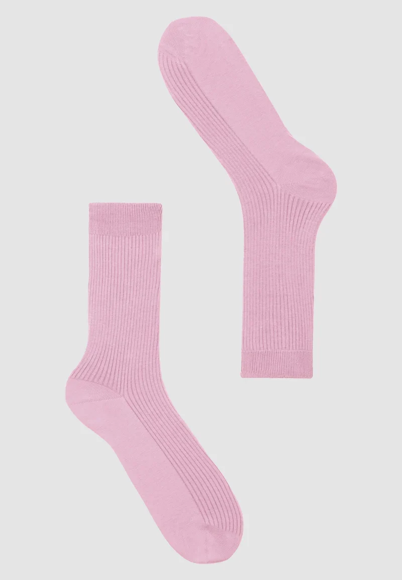RECOLUTION Herb orchid